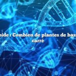 Réponse rapide : Combien de plantes de basilic par pied carré